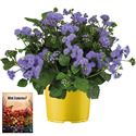 Bild von Ms P12 Ageratum Monarch magic